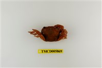 藏品(拉氏清溪蟹)的圖片